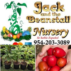 Red Hog Plum  Trees En 3gal Arboles De Jocote , Ciruelas En 3gal