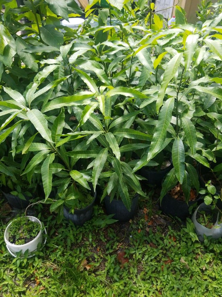 Mango Korn Price $20