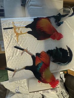 Two rooster gardening decor
