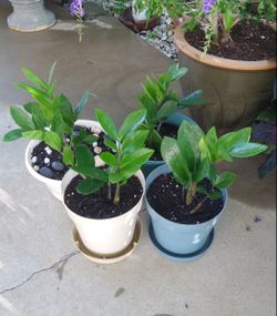 ZZ house plants$13-$14 each pot