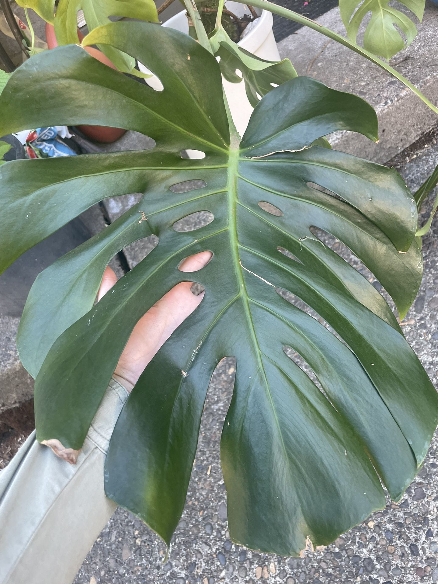 Large Monstera With Pot