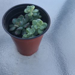 Small Succelent Plant