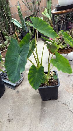 Colossus elephant ears