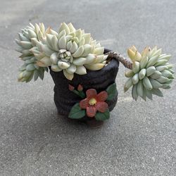 Succulents plants 🪴