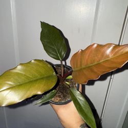 Choco Empress Philodendron Rare Plant