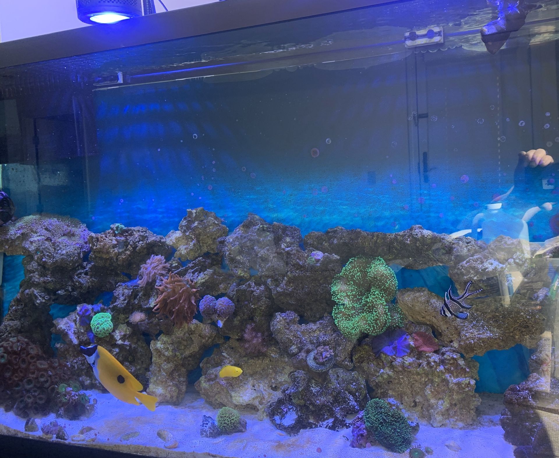 60 gallons Saltwater aquarium