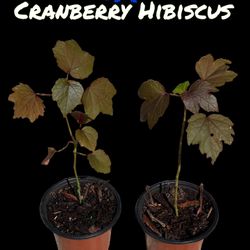 Cranberry hibiscus plant 