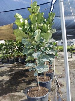 Fiddle Fig Tree  15g