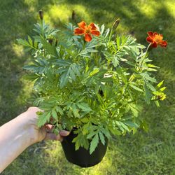 Marygold 1/2 Gal Pot. Sammamish, Beaver Lake 