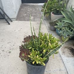 Plant Arrangement 5 Gallon 