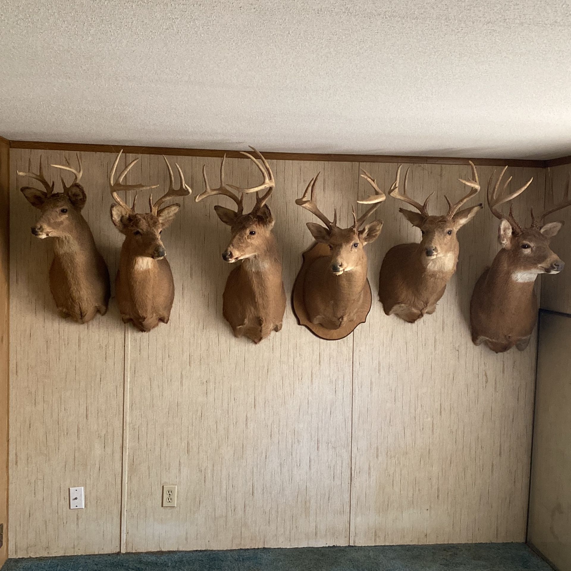 DEER HEADS MOUNTED (BUCKS)