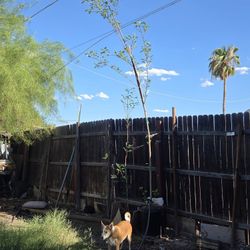 River Tamarind Tree