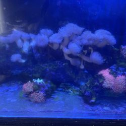 Aquarium for sale