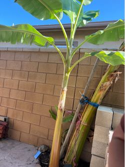 Blue Java Banana tree  8ft