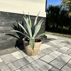 Agave Plants For Sale