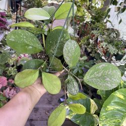 6” Hoya Obovata Splash 