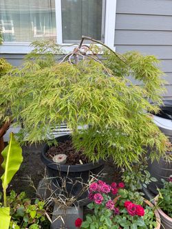 Japanese maple