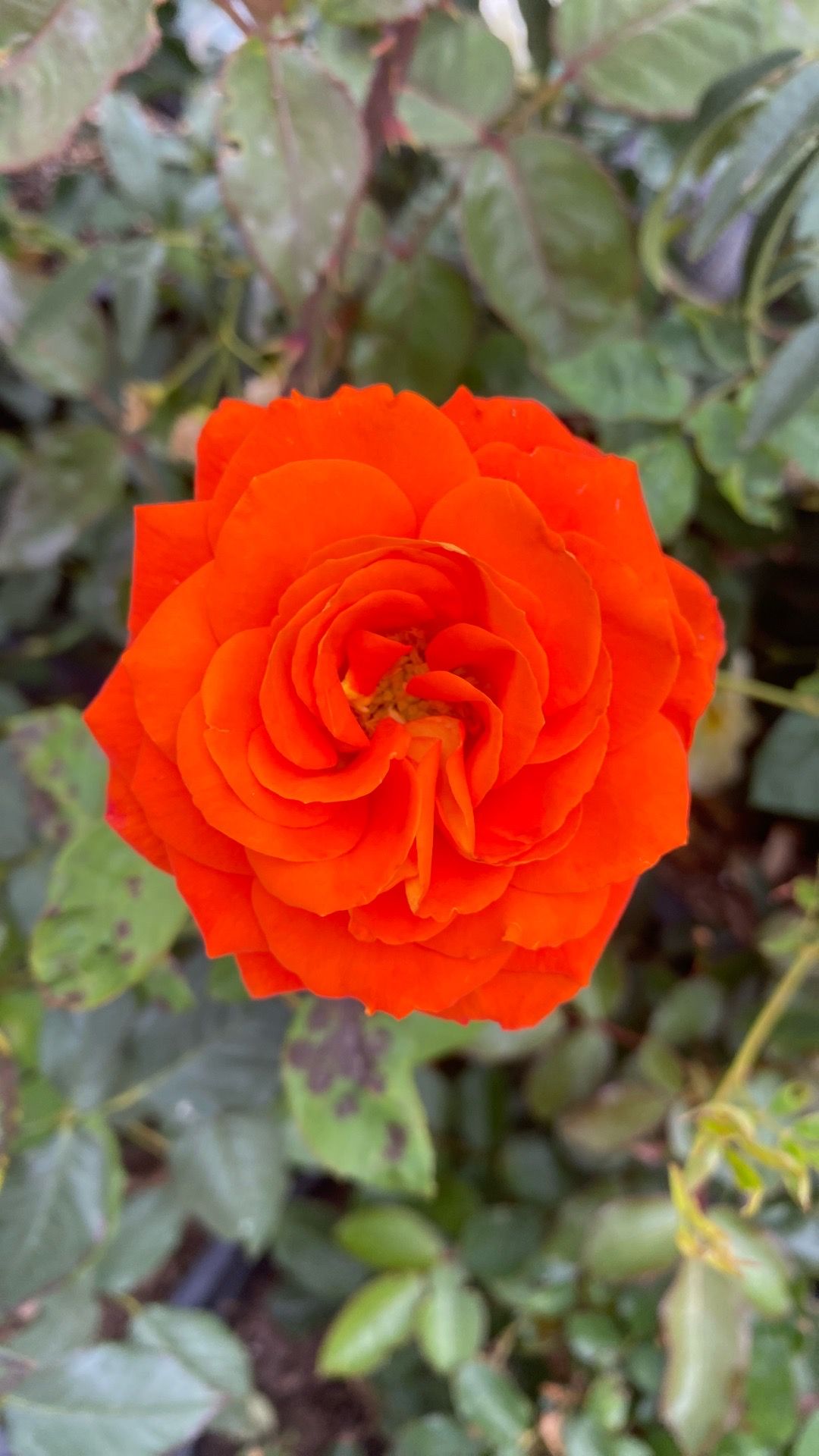 Rosal