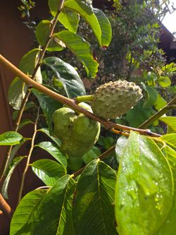 Chirimoya Tree 6'-7" tall with 2 fruits on it