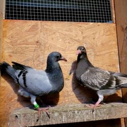 Pigeon 