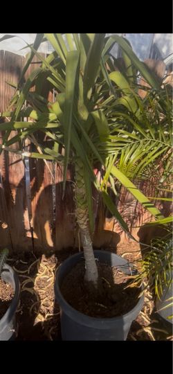 Palm tree