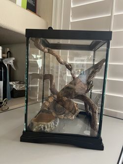 Small glass terrarium