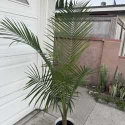 Palm Over 5 Feet