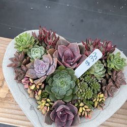 Succulent Arrangements For Any Occasion From $8 And Up 