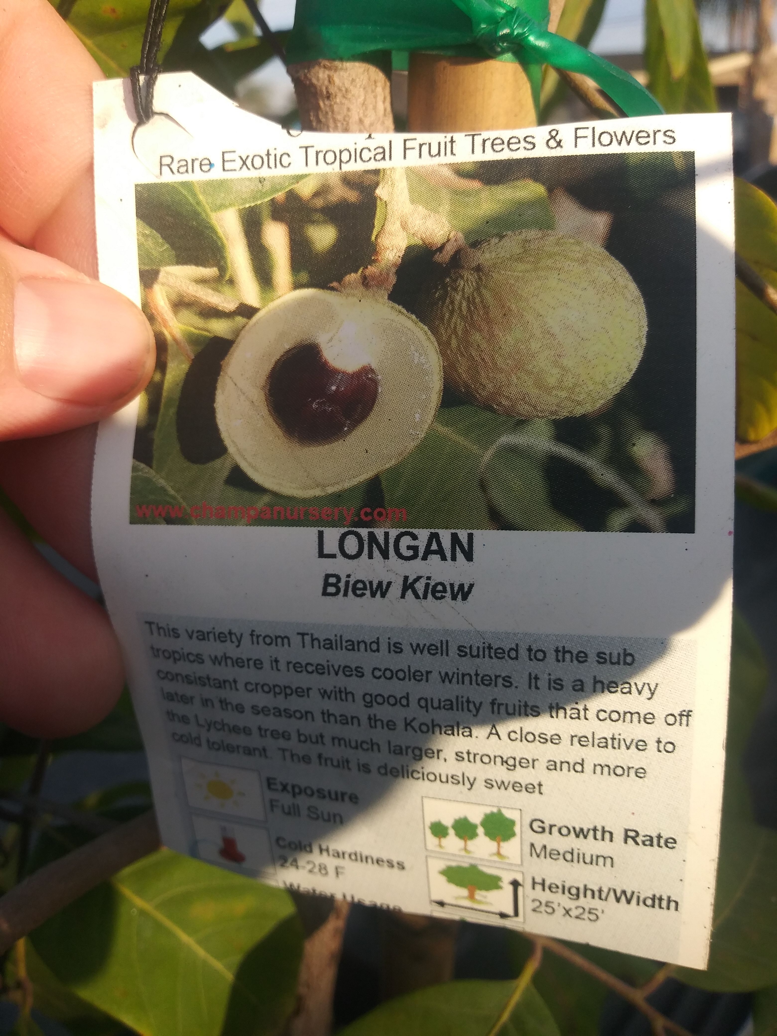 Longan biew kiew fruit tree
