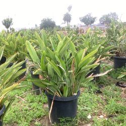 Birds Of Paradise
