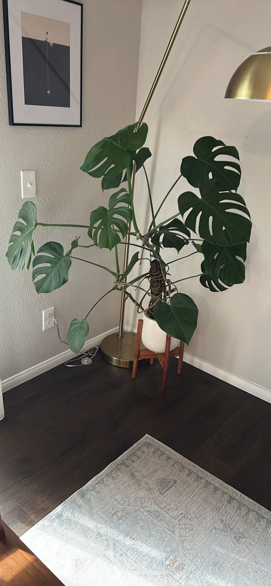 Monstera deliciosa - Swiss Cheese Plant With Pot & stand