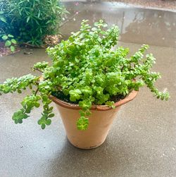 Elephant food plants