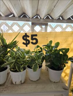 Peperomia