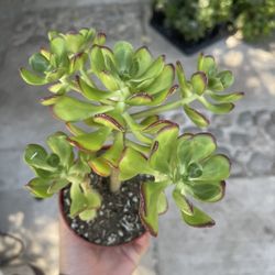 4” Sedum Dendroideum