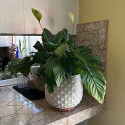 large peace lily in ceramic pot