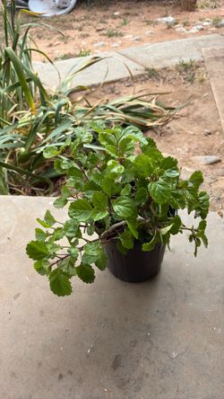 Money plant