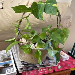 Pothos Hoop