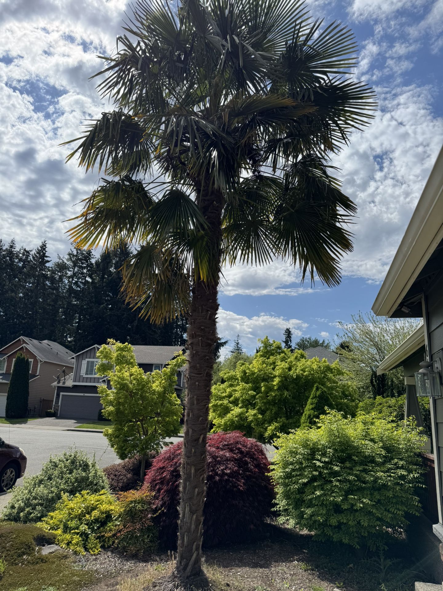 Cold Resistant 20’ Palm Tree