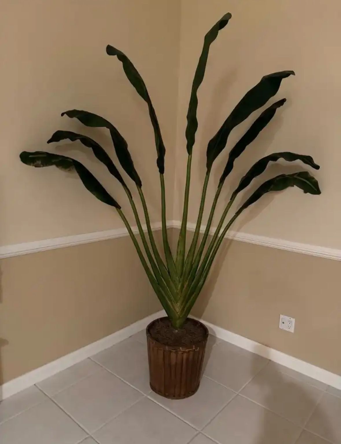 Tall Indoor Plant in Pot