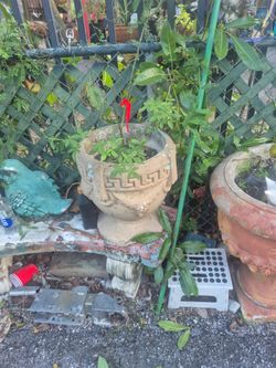 Pot plant's  🪴