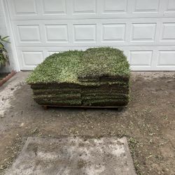 St Augustine Sod