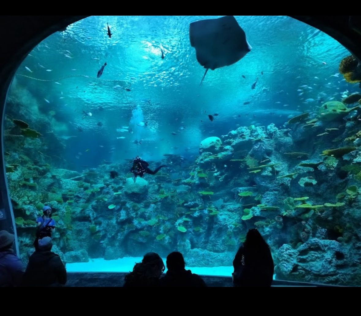 Seattle Aquarium Tickets And Membership Deals 