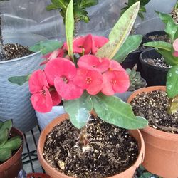 Plantas