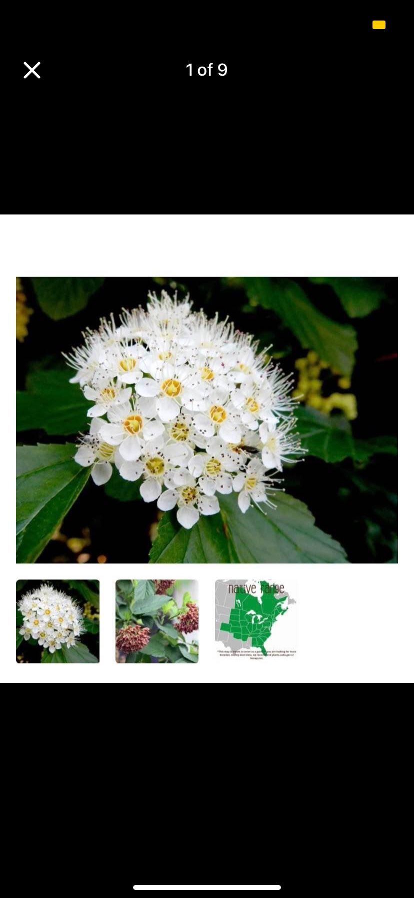 Common Ninebark - Native Shrub Sapling Plant