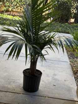 Palm plant