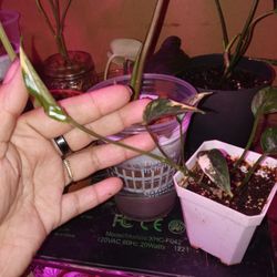 Variegated Epipremnun