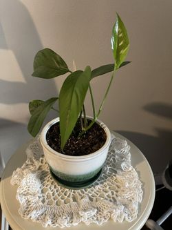 Baltic blue w/ceramic pot 