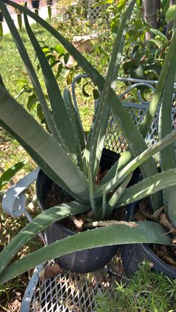 Aloe vera plant