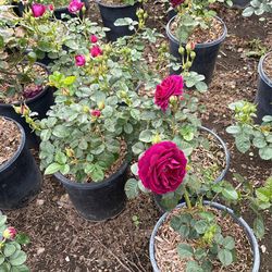 Roses