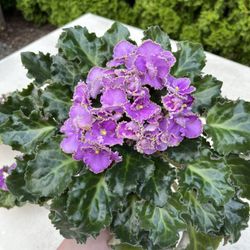 African Violets. Sammamish, Beaver Lake